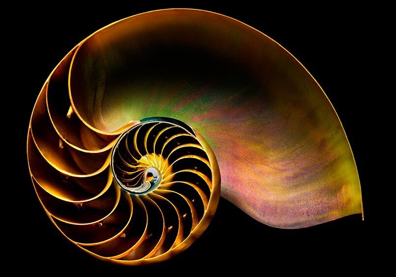 Golden Ratio Shell Golden Ratio Shell